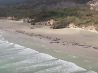 Φωτογραφία για Περιβαλλοντική τραγωδία με 150 νεκρά μαυροδέλφινα