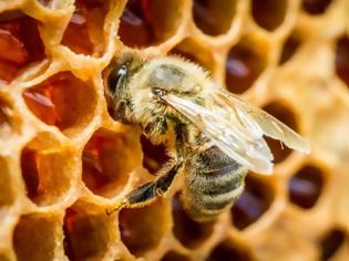Φωτογραφία για Νότια Αφρική: Μυστήριο με ένα εκατ. νεκρές μέλισσες στο Κέιπ Τάουν