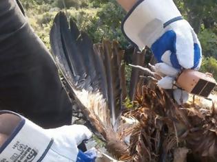 Φωτογραφία για Εντοπισμός πομπού από νεκρό όρνιο (Gypsfulvus) στα Ακαρνανικά Όρη (ΔΕΙΤΕ ΦΩΤΟ)