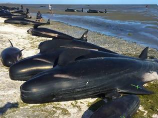Φωτογραφία για 50 μαυροδέλφινα εξόκειλαν και πέθαναν στις ακτές της χώρας