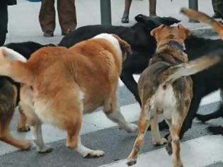 Φωτογραφία για Επίθεση σκύλων στον υπασπιστή του ταξίαρχου ΚΕΕΜ Σπάρτης – Στο Α.Τ. ο δήμαρχος για κατάθεση