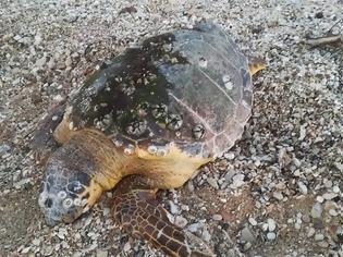 Φωτογραφία για Νεκρή εντοπίστηκε θαλάσσια χελώνα στη παραλία της ΒΟΝΙΤΣΑΣ | ΦΩΤΟ