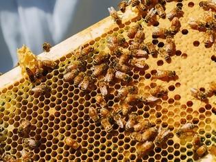 Φωτογραφία για Πέλλα: Κυψέλες μελισσών δεν είχαν μέλι αλλά... κάνναβη