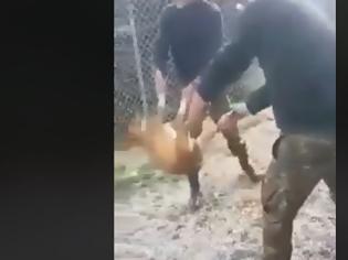 Φωτογραφία για Γιάννενα: Το Στρατοδικείο καταδίκασε τους στρατιώτες που είχαν πετάξει σκύλο σε γκρεμό