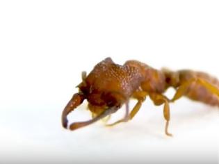Φωτογραφία για Τσιτάχ; Το μυρμήγκι «δράκουλας» είναι το πιο σβέλτο ζώο στη φύση! ΒΙΝΤΕΟ