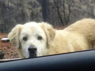 Φωτογραφία για Σκύλος βρέθηκε να φυλάει ένα μήνα μετά το καμένο σπίτι του αφεντικού του