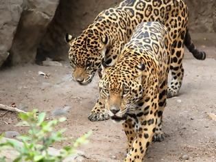 Φωτογραφία για Τρόμος στο Αττικό Ζωολογικό Πάρκο: Σκότωσαν δύο τζάγκουαρ που δραπέτευσαν ενώ ήταν μέσα επισκέπτες