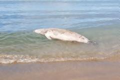 Χανιά: Βρέθηκε νεκρή φώκια στην παραλία