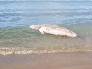 Φωτογραφία για Χανιά: Βρέθηκε νεκρή φώκια στην παραλία