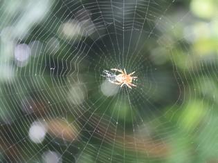 Φωτογραφία για Έτσι θα μπορούσαν οι αράχνες να αφανίσουν τους ανθρώπους μέσα σε ένα χρόνο