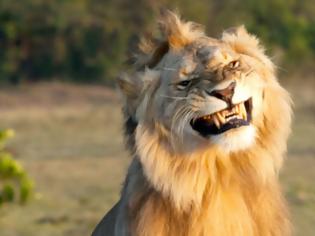 Φωτογραφία για Λιοντάρια «πιάστηκαν» να ερωτοτροπούν κι οι αντιδράσεις του αρσενικού τα λένε όλα