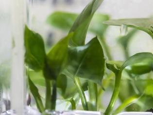 Φωτογραφία για Δημιουργήθηκε γενετικά τροποποιημένο φυτό που καθαρίζει τον αέρα του δωματίου από καρκινογόνες ουσίες
