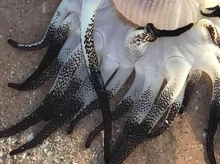 Φωτογραφία για Ένα περίεργο πλάσμα ξεβράστηκε στις ακτές της Αυστραλίας