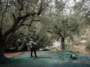 Φωτογραφία για Εύβοια: Απέσπασε 270 δοχεία λαδιού και μετρητά από παραγωγό, την παραμονή των Χριστοuγέννων