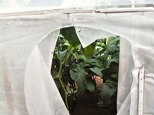 Φωτογραφία για Ιεράπετρα: Νέα κλοπή σε θερμοκήπιο - Σχεδόν ένας τόνος κηπευτικών έκανε «φτερά»