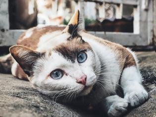 Φωτογραφία για Για την ανάπτυξη εμβολίου για την αλλεργία στις γάτες εργάζονται Ρώσοι επιστήμονες