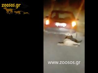 Φωτογραφία για ΒΟΝΙΤΣΑ-Φρίκη: Έσερνε σκύλο στην άσφαλτο με το αυτοκίνητο (ΒΙΝΤΕΟ)