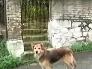 Φωτογραφία για Κέρκυρα: Ο σκύλος της 29χρονης οδήγησε τους αστυνομικούς στο σημείο που θάφτηκε