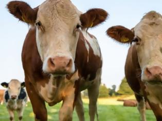 Φωτογραφία για Σχεδόν ένας στους δέκα Αμερικανούς πιστεύει ότι το σοκολατούχο γάλα φτιάχνεται από καφέ αγελάδες