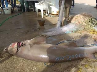 Φωτογραφία για Νέα Κίος: Ψαράδες έπιασαν σκυλόψαρο 150 κιλών!