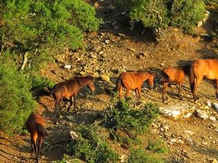 Φωτογραφία για Άγνωστοι σκότωσαν άγρια άλογα στη Στράτο