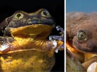 Φωτογραφία για Ρομέο: Ο πιο «μοναχικός» βάτραχος του κόσμου βρήκε την Ιουλιέττα του και διαιωνίζει το είδος