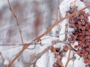 Φωτογραφία για Κρασιά του πάγου: Τι είναι και πώς παρασκευάζονται;