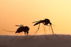 Έτοιμο σε 5 χρόνια θα είναι φάρμακο για τον έλεγχο των γεννήσεων των κουνουπιών, υποστηρίζουν οι επιστήμονες