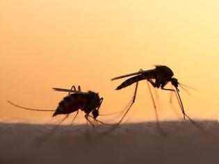 Φωτογραφία για Έτοιμο σε 5 χρόνια θα είναι φάρμακο για τον έλεγχο των γεννήσεων των κουνουπιών, υποστηρίζουν οι επιστήμονες