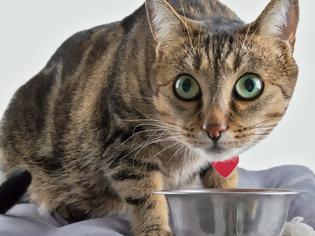 Φωτογραφία για Γάτα: Ξηρά, υγρή ή μικτή διατροφή;