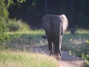 Φωτογραφία για Οι ελέφαντες της Μοζαμβίκης «απαντούν» στους λαθροθήρες και γεννιούνται χωρίς χαυλιόδοντες