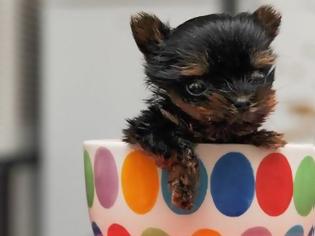 Φωτογραφία για Το πιο μικρό και (χαριτωμένο) σκυλί στον κόσμο