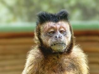 Φωτογραφία για Επιστήμονες έφτιαξαν μαϊμούδες που «παθαίνουν» άγχος, κατάθλιψη, αϋπνία και σχιζοφρένεια