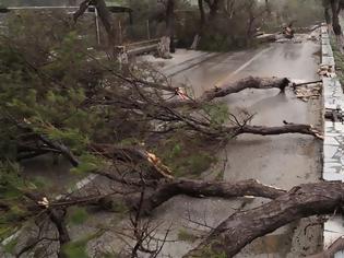 Φωτογραφία για Κακοκαιρία: Οι ισχυροί άνεμοι ξεσήκωσαν δέντρα σε Ρόδο και Τήνο