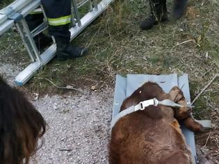 Φωτογραφία για Πυροσβέστες έσωσαν ελάφι που έπεσε σε όρυγμα στα Άνω Λιόσια