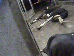 Φωτογραφία για Σοκαριστικές εικόνες από κρυφή κάμερα στην Πολωνία: Σφάζουν άρρωστες αγελάδες και πουλάνε το κρέας τους