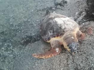 Φωτογραφία για Δρυμός Βόνιτσας: Άλλη μία νεκρή χελώνα στον Αμβρακικό (φωτο)
