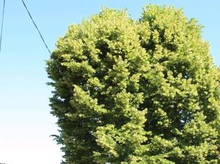 Φωτογραφία για Φλαμουριά 500 ετών «διεκδικεί» τον τίτλο «Ευρωπαϊκό Δέντρο 2019»