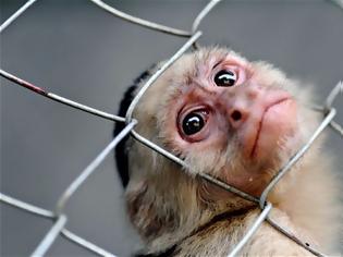 Φωτογραφία για Αντιδράσεις παγκοσμίως προκαλούν Κινέζοι επιστήμονες που δημιούργησαν κλωνοποιημένες μαϊμούδες! Τι λένε οι ίδιοι;