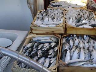 Φωτογραφία για Τι πρέπει να προσέξεις όταν αγοράζεις ψάρια;