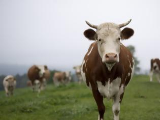 Φωτογραφία για Σάλος στην Πολωνία: Έκαναν εξαγωγές κρέατος από άρρωστες αγελάδες σε χώρες της ΕΕ