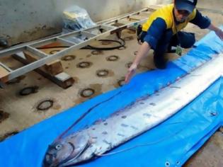 Φωτογραφία για Οι Ιάπωνες «τρέμουν» ισχυρό σεισμό λόγω απόκοσμων ψαριών 3,5 μέτρων που ξεβράστηκαν στις ακτές (pics)