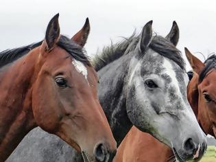 Φωτογραφία για Πυροβολούν και ιδιόκτητα άλογα στην Αιτωλοακαρνανία