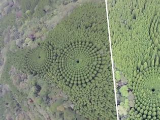 Φωτογραφία για Τι συμβαίνει με τους μυστηριώδεις κύκλους στα δέντρα σε χωριό της Ιαπωνίας