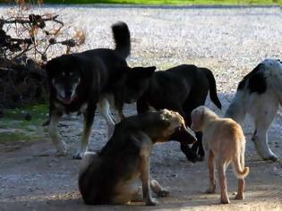 Φωτογραφία για Δεκάδες σκυλιά βρέθηκαν σε βαν στη Μαγνησία
