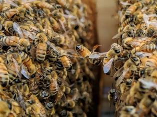 Φωτογραφία για Οι μέλισσες… ξέρουν μαθηματικά: Μπορούν να κάνουν πρόσθεση και αφαίρεση
