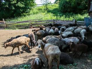 Φωτογραφία για Κερατέα. Φυλάκιση έξι μηνών σε κτηνοτρόφο για τις συνθήκες φύλαξης των ζώων