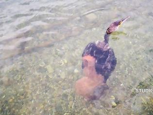 Φωτογραφία για Ναύπλιο: Μεγάλο χταπόδι άρπαξε κορμοράνο [εικόνες και βίντεο]