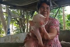 Γουρούνι «τέρας» στις Φιλιππίνες: Γεννήθηκε με δύο κεφάλια, δύο μουσούδες και τρία μάτια