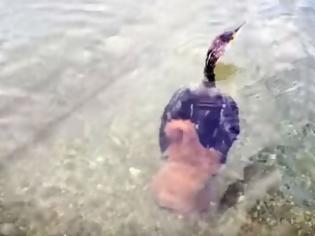 Φωτογραφία για Χταπόδι προσπάθησε να πνίξει κορμοράνο σε παραλία του Ναυπλίου (vid)